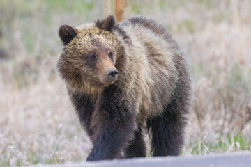 Fototapeta na wymiar A wild grizzly bear cub to the bear known as 'Felicia' in the Greater Yellowstone Ecosystem in Wyoming.