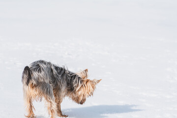 Kleiner Yorkshire Terrier im Schnee