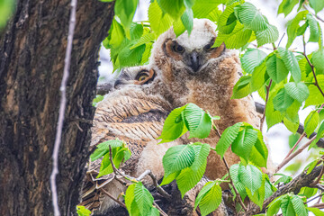 A baby great horned owl perched on a tree in Fort Collins, Colorado.