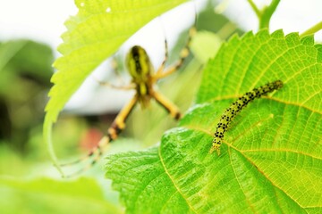 大きな蜘蛛に狙われているクロキシタアツバの幼虫