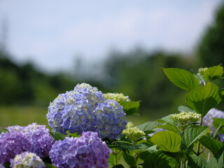 アジサイの季節