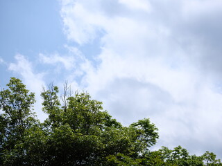 空と木