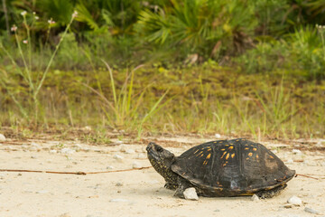 Gulf Coast Box Turtle - Terrapene carolina major