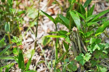 草に止まるバッタ目の昆虫、イナゴ