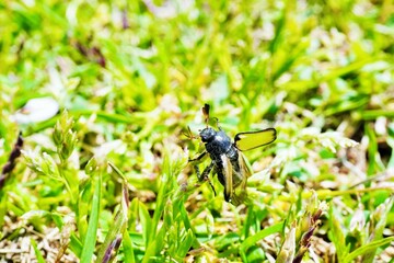 大量発生していた芝生から羽を広げて飛び立とうとする羽の透けたビロウドコガネの一種の黄金虫
