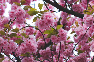 pink cherry blossom tree - close up
