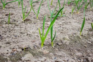 garden on the farm. plant. good harvest.