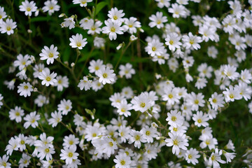 White C⁠erastium arvense flowers.