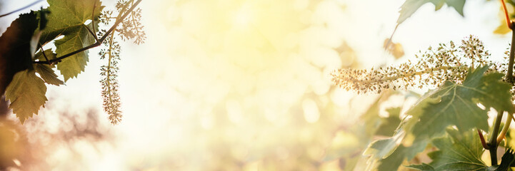 Young blooming cluster of grapes on the grape vine on vineyard against the sun rays banner