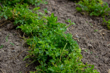 garden on the farm. plant. good harvest.