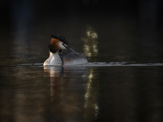 Great Crested Grebe swimming in wetland 