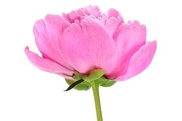 Pink peony flower