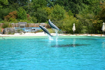 Spectacle de dauphins