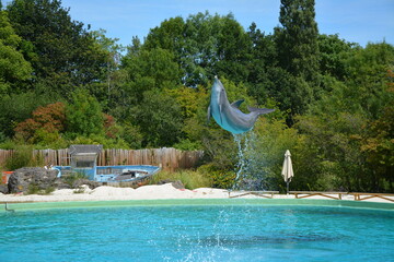 Spectacle de dauphins