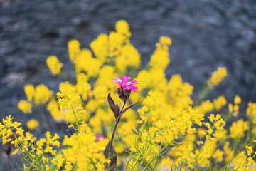 A violet Red campion among yellow flowers by a riverbank.