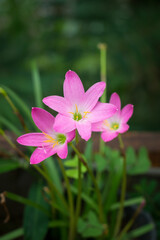 Fototapeta premium bunch of rain lilies or zephyrlily, also known as cuban zephyrilily or rose fairy lily which bloom only after heavy rain, small tropical and ornamental pink flower in garden, shallow depth of field