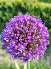 purple aster flower