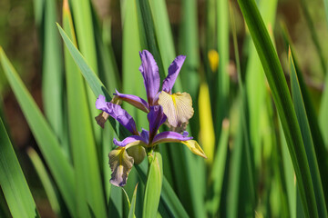A beautiful iris versicolor also known as northern blue flag in purple an yellow.