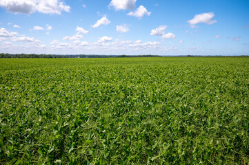 Argiculture in Pays de Caux, fields with green peas plants, Normandy, France