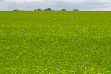 Obraz premium Green fields of flax linen plants in agricultural Pays de Caux, Normandy, France