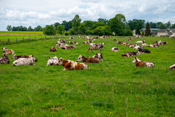 Naklejka na ściany i meble Herd of cows resting on green grass pasture, milk and cheese production in Normandy, France