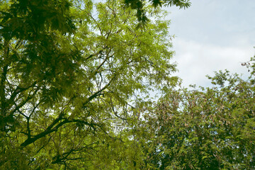 High view of all tamarind tree.