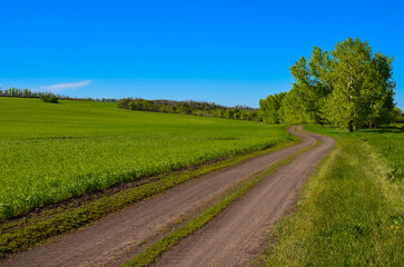 dirt road along a wheat field.beautiful landscape.