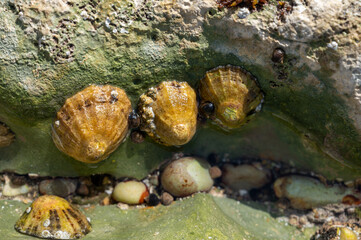 Edible sea water molluscs Patella caerulea, species of limpet in family Patellidae