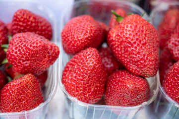 Seasonal fruits, red sweet ripe strawberries for sale on french farmers market