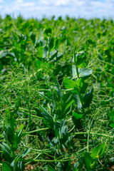 Argiculture in Pays de Caux, fields with green peas plants, Normandy, France