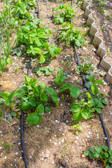 garden on the farm. plant. good harvest.