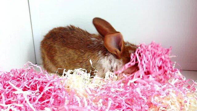 A charming Easter bunny is rummaging through tinsel, sniffing. The natural movement of a rabbit. Easter Concept