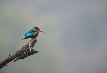 White-breasted kingfisher perched on tree at Ranthambore Tiger Reserve, India - obrazy, fototapety, plakaty