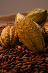 cacao fruit and roasted seeds