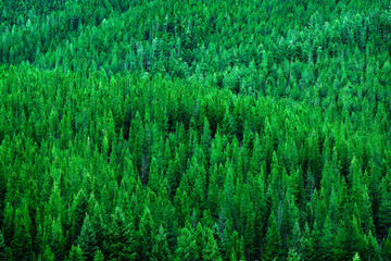Pine Forest Lush Green Environment Wilderness