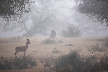 Chinkara in the forest of Ranthambore National Park in a foggy morning, India.