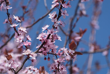 SPRING - Flowering fruit tree in the orchard