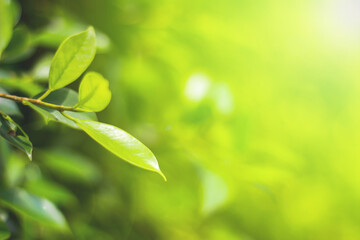 Background blur photo, morning leaves used for background.