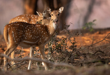 A pair of Cheetal at Ranthambore Tiger reserve, India.