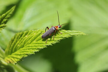 Graugelber Weichkäfer - Cantharis nigricans