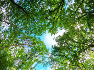 green flowering trees stand in a circle in the park, St. Petersburg. High quality photo