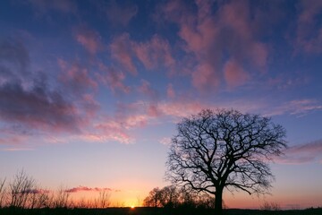 Obraz na płótnie Canvas bare tree against the sky at dawn.
