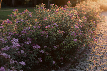beautiful bushes of pink flowers in the garden of the park