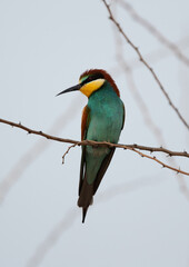 Obraz premium European bee-eater perched on a tree, Bahrain