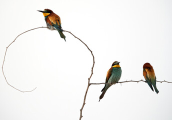 European bee-eaters perched on a tree, Bahrain