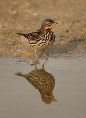 Red throated pipit at hamala, Bahrain