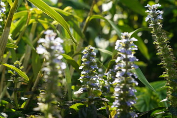 
Lavender, scientifically known as Lavandula, is a fragrant and versatile herb cherished for its...