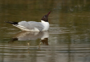 Black-headed gull drinking water at Hamala, Bahrain