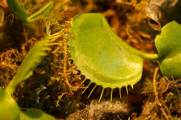 plantas carnivoras | Venus Flytrap | Dionaea muscipula | 捕蠅草 