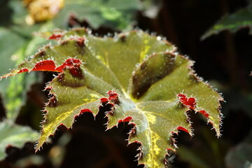 Begonia grandis|秋海棠